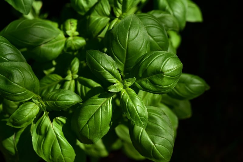 Whimsical Herbs