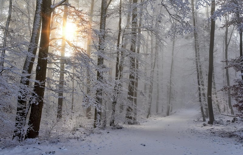 Magic Forest