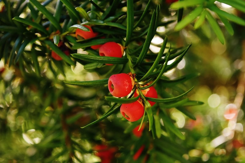 Yew Tree